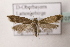  ( - BC ZSM Lep 107012)  @11 [ ] CreativeCommons - Attribution Non-Commercial Share-Alike (2019) SNSB, Staatliche Naturwissenschaftliche Sammlungen Bayerns ZSM (SNSB, Zoologische Staatssammlung Muenchen)