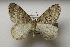  ( - BC ZSM Lep 107028)  @14 [ ] CreativeCommons - Attribution Non-Commercial Share-Alike (2019) SNSB, Staatliche Naturwissenschaftliche Sammlungen Bayerns ZSM (SNSB, Zoologische Staatssammlung Muenchen)