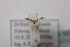  (Phyllonorycter sp3 - BC ZSM Lep 107042)  @11 [ ] CreativeCommons - Attribution Non-Commercial Share-Alike (2019) SNSB, Staatliche Naturwissenschaftliche Sammlungen Bayerns ZSM (SNSB, Zoologische Staatssammlung Muenchen)