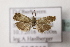  ( - BC ZSM Lep 107085)  @11 [ ] CreativeCommons - Attribution Non-Commercial Share-Alike (2019) SNSB, Staatliche Naturwissenschaftliche Sammlungen Bayerns ZSM (SNSB, Zoologische Staatssammlung Muenchen)
