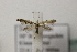  ( - BC ZSM Lep 107096)  @13 [ ] CreativeCommons - Attribution Non-Commercial Share-Alike (2019) SNSB, Staatliche Naturwissenschaftliche Sammlungen Bayerns ZSM (SNSB, Zoologische Staatssammlung Muenchen)