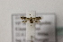  ( - BC ZSM Lep 107110)  @11 [ ] CreativeCommons - Attribution Non-Commercial Share-Alike (2019) SNSB, Staatliche Naturwissenschaftliche Sammlungen Bayerns ZSM (SNSB, Zoologische Staatssammlung Muenchen)