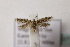  ( - BC ZSM Lep 107118)  @13 [ ] CreativeCommons - Attribution Non-Commercial Share-Alike (2019) SNSB, Staatliche Naturwissenschaftliche Sammlungen Bayerns ZSM (SNSB, Zoologische Staatssammlung Muenchen)