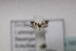  ( - BC ZSM Lep 107122)  @12 [ ] CreativeCommons - Attribution Non-Commercial Share-Alike (2019) SNSB, Staatliche Naturwissenschaftliche Sammlungen Bayerns ZSM (SNSB, Zoologische Staatssammlung Muenchen)