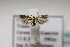  ( - BC ZSM Lep 107125)  @12 [ ] CreativeCommons - Attribution Non-Commercial Share-Alike (2019) SNSB, Staatliche Naturwissenschaftliche Sammlungen Bayerns ZSM (SNSB, Zoologische Staatssammlung Muenchen)