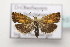  ( - BC ZSM Lep 107159)  @11 [ ] CreativeCommons - Attribution Non-Commercial Share-Alike (2019) SNSB, Staatliche Naturwissenschaftliche Sammlungen Bayerns ZSM (SNSB, Zoologische Staatssammlung Muenchen)