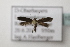  ( - BC ZSM Lep 107166)  @11 [ ] CreativeCommons - Attribution Non-Commercial Share-Alike (2019) SNSB, Staatliche Naturwissenschaftliche Sammlungen Bayerns ZSM (SNSB, Zoologische Staatssammlung Muenchen)