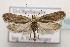  ( - BC ZSM Lep 107170)  @14 [ ] CreativeCommons - Attribution Non-Commercial Share-Alike (2019) SNSB, Staatliche Naturwissenschaftliche Sammlungen Bayerns ZSM (SNSB, Zoologische Staatssammlung Muenchen)