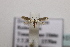  ( - BC ZSM Lep 107194)  @11 [ ] CreativeCommons - Attribution Non-Commercial Share-Alike (2019) SNSB, Staatliche Naturwissenschaftliche Sammlungen Bayerns ZSM (SNSB, Zoologische Staatssammlung Muenchen)