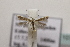  ( - BC ZSM Lep 107206)  @13 [ ] CreativeCommons - Attribution Non-Commercial Share-Alike (2019) SNSB, Staatliche Naturwissenschaftliche Sammlungen Bayerns ZSM (SNSB, Zoologische Staatssammlung Muenchen)