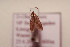  ( - BC ZSM Lep 109026)  @11 [ ] by-nc-sa (2020) SNSB, Staatliche Naturwissenschaftliche Sammlungen Bayerns ZSM (SNSB, Zoologische Staatssammlung Muenchen)