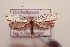  ( - BC ZSM Lep 109084)  @11 [ ] by-nc-sa (2020) SNSB, Staatliche Naturwissenschaftliche Sammlungen Bayerns ZSM (SNSB, Zoologische Staatssammlung Muenchen)
