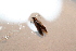  ( - BC ZSM Lep 113863)  @11 [ ] by-nc-sa (2021) SNSB, Staatliche Naturwissenschaftliche Sammlungen Bayerns ZSM (SNSB, Zoologische Staatssammlung Muenchen)