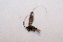  ( - BC_ZSM_Lep_113979)  @11 [ ] by-nc-sa (2022) SNSB, Staatliche Naturwissenschaftliche Sammlungen Bayerns ZSM (SNSB, Zoologische Staatssammlung Muenchen)