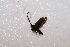  ( - BC_ZSM_Lep_114038)  @11 [ ] by-nc-sa (2022) SNSB, Staatliche Naturwissenschaftliche Sammlungen Bayerns ZSM (SNSB, Zoologische Staatssammlung Muenchen)