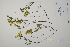  ( - CP0011439)  @11 [ ] CreativeCommons  Attribution Non-Commercial No Derivatives (2022) Herbarium C Natural History Museum of Denmark