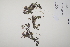  (Pedicularis sylvatica - CP0011452)  @11 [ ] CreativeCommons  Attribution Non-Commercial No Derivatives (2022) Herbarium C Natural History Museum of Denmark