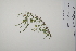  ( - CP0011518)  @11 [ ] CreativeCommons  Attribution Non-Commercial No Derivatives (2022) Herbarium C Natural History Museum of Denmark