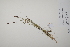  ( - CP0011553)  @11 [ ] CreativeCommons  Attribution Non-Commercial No Derivatives (2022) Herbarium C Natural History Museum of Denmark