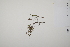  (Calluna - CP0011769)  @11 [ ] CreativeCommons  Attribution Non-Commercial No Derivatives (2022) Herbarium C Natural History Museum of Denmark
