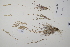  ( - CP0012264)  @11 [ ] CreativeCommons  Attribution Non-Commercial No Derivatives (2022) Herbarium C Natural History Museum of Denmark