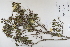  ( - CP0012365)  @11 [ ] CreativeCommons  Attribution Non-Commercial No Derivatives (2022) Herbarium C Natural History Museum of Denmark