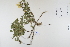  ( - CP0012367)  @11 [ ] CreativeCommons  Attribution Non-Commercial No Derivatives (2022) Herbarium C Natural History Museum of Denmark