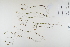  ( - CP0012422)  @11 [ ] CreativeCommons  Attribution Non-Commercial No Derivatives (2023) Herbarium C Natural History Museum of Denmark