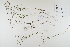  ( - CP0012425)  @11 [ ] CreativeCommons  Attribution Non-Commercial No Derivatives (2023) Herbarium C Natural History Museum of Denmark