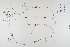  ( - CP0012427)  @11 [ ] CreativeCommons  Attribution Non-Commercial No Derivatives (2023) Herbarium C Natural History Museum of Denmark