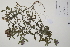  ( - CP0014767)  @11 [ ] CreativeCommons  Attribution Non-Commercial No Derivatives (2022) Herbarium C Natural History Museum of Denmark