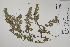  (Ononis spinosa - CP0025024)  @11 [ ] CreativeCommons  Attribution Non-Commercial No Derivatives (2022) Herbarium C Natural History Museum of Denmark