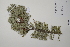  ( - CP0057387)  @11 [ ] CreativeCommons  Attribution Non-Commercial No Derivatives (2022) Herbarium C Natural History Museum of Denmark