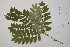  (Sorbus aucuparia - CP0057392)  @11 [ ] CreativeCommons  Attribution Non-Commercial No Derivatives (2022) Herbarium C Natural History Museum of Denmark