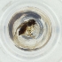  ( - MOZZ00000907A_C1)  @11 [ ] by  Genome Research Ltd as Wellcome Sanger Institute Genome Research Limited operating as Wellcome Sanger Institute