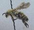  ( - Bee3-4)  @11 [ ] Copyright (2010) Unspecified Unspecified