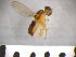  (Stiphrosoma laetum - SMTP014)  @12 [ ] CreativeCommons - Attribution Non-Commercial Share-Alike (2015) Unspecified University of Oslo