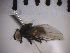  (Lonchaea sylvatica - SMTP043)  @12 [ ] CreativeCommons - Attribution Non-Commercial Share-Alike (2015) Unspecified University of Oslo