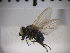  (Lonchaea nitens - SMTP073)  @12 [ ] CreativeCommons - Attribution Non-Commercial Share-Alike (2015) Unspecified University of Oslo