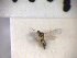  ( - SMTP227)  @11 [ ] CreativeCommons - Attribution Non-Commercial Share-Alike (2015) Unspecified University of Oslo