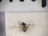  ( - SMTP230)  @11 [ ] CreativeCommons - Attribution Non-Commercial Share-Alike (2015) Unspecified University of Oslo