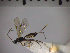  (Micromonodon - SMTP330)  @14 [ ] CreativeCommons - Attribution Non-Commercial Share-Alike (2015) Unspecified University of Oslo