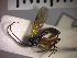 (Enizemum nigricornis - SMTP357)  @13 [ ] CreativeCommons - Attribution Non-Commercial Share-Alike (2015) Unspecified University of Oslo