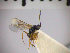 (Adelognathus difformis - SMTP438)  @12 [ ] CreativeCommons - Attribution Non-Commercial Share-Alike (2015) Unspecified University of Oslo