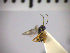  (Adelognathus nigriceps - SMTP446)  @13 [ ] CreativeCommons - Attribution Non-Commercial Share-Alike (2015) Unspecified University of Oslo