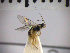  (Adelognathus pusillus - SMTP463)  @12 [ ] CreativeCommons - Attribution Non-Commercial Share-Alike (2015) Unspecified University of Oslo