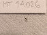  ( - MT14026)  @11 [ ] Unspecified (default): All Rights Reserved (2018) Pedro Martinez DZMB, Senckenberg am Meer