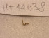  ( - MT14038)  @11 [ ] Unspecified (default): All Rights Reserved (2018) Pedro Martinez DZMB, Senckenberg am Meer