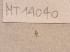  ( - MT14040)  @11 [ ] Unspecified (default): All Rights Reserved (2018) Pedro Martinez DZMB, Senckenberg am Meer