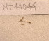  ( - MT14044)  @11 [ ] Unspecified (default): All Rights Reserved (2018) Pedro Martinez DZMB, Senckenberg am Meer